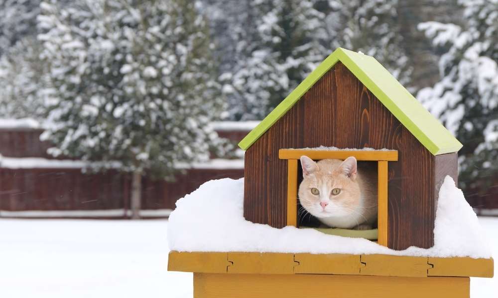 How to Make an Outdoor Cat House