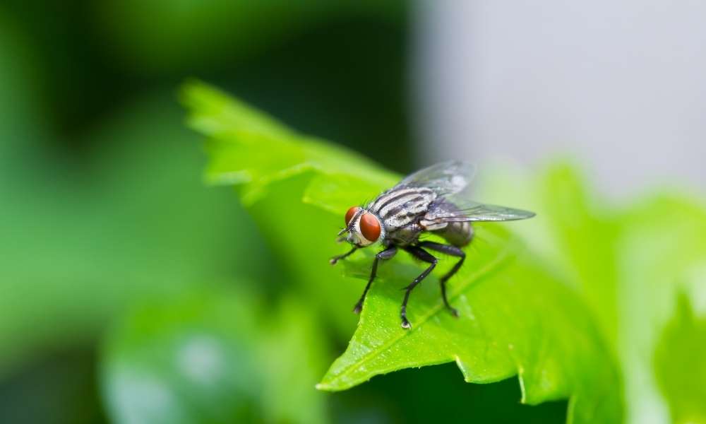 How do you Get rid of Flies?
