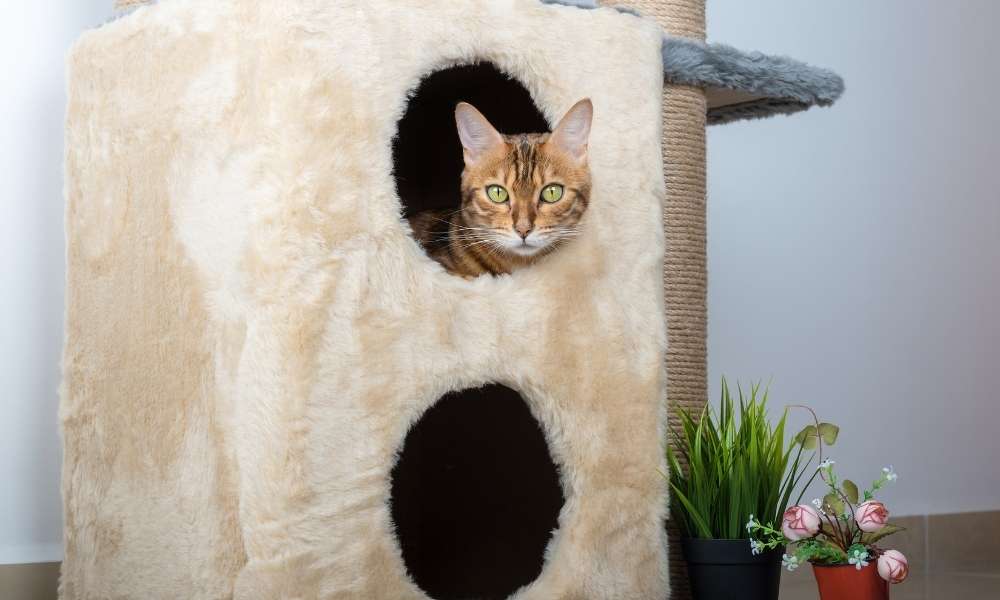 How to Build a Cat House