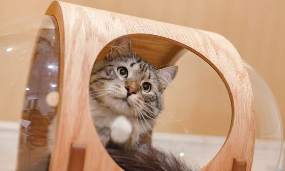 The Best Toys for Your Indoor Cat
