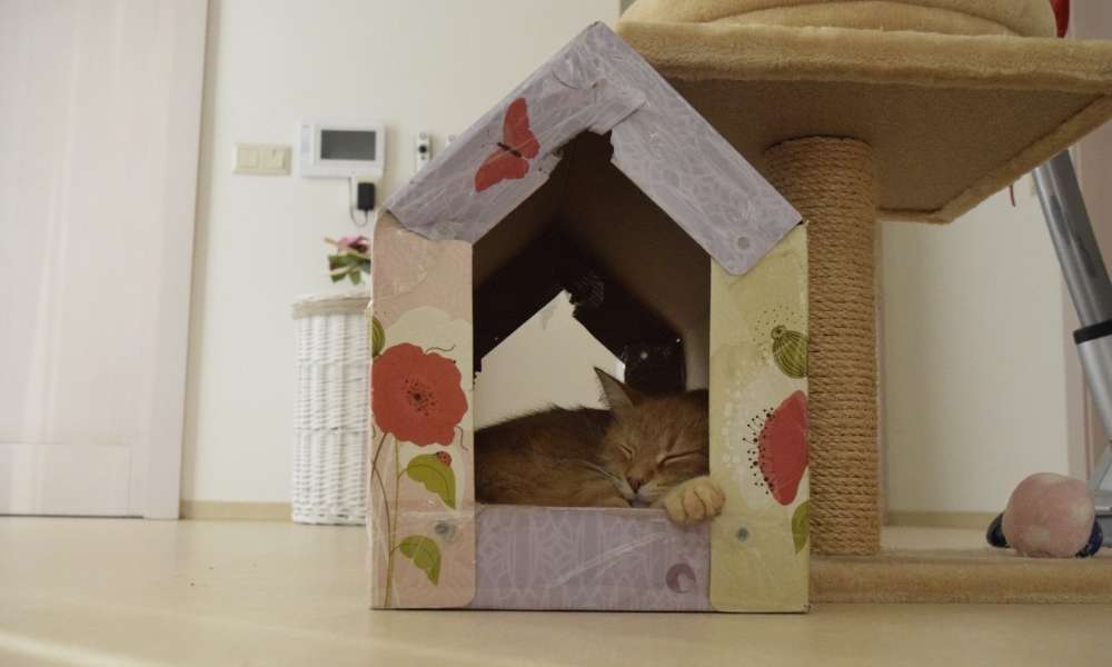 Why Build an Outdoor Cat House?