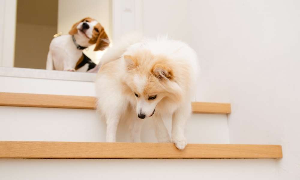 How do you make dog stairs out of wood?