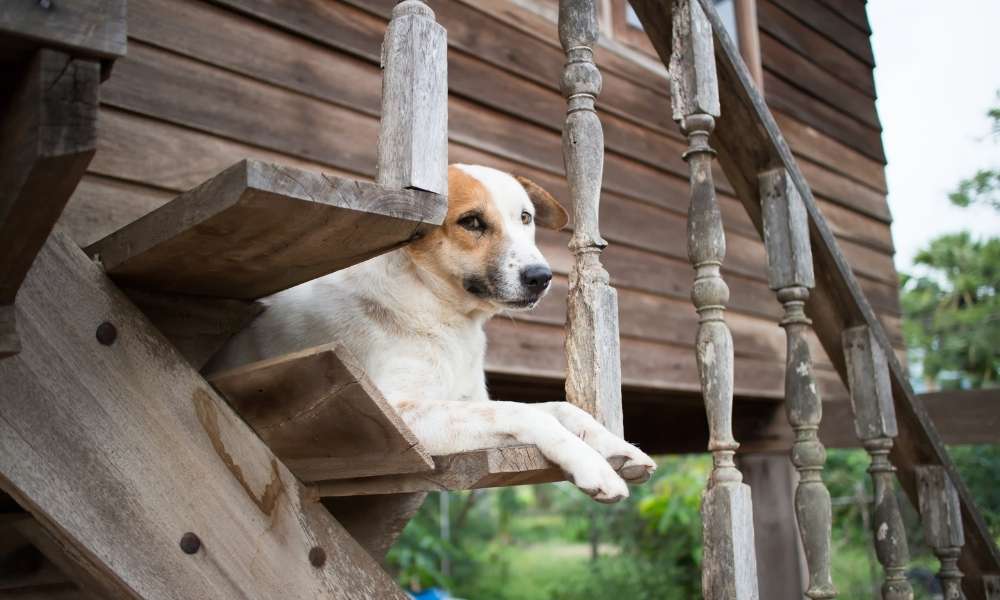 How to Build an Outdoor Dog Ramp Over Stairs