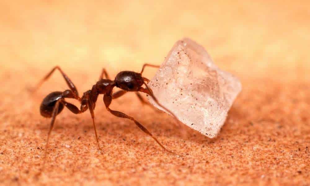 Ant Baits for Sugar Ants