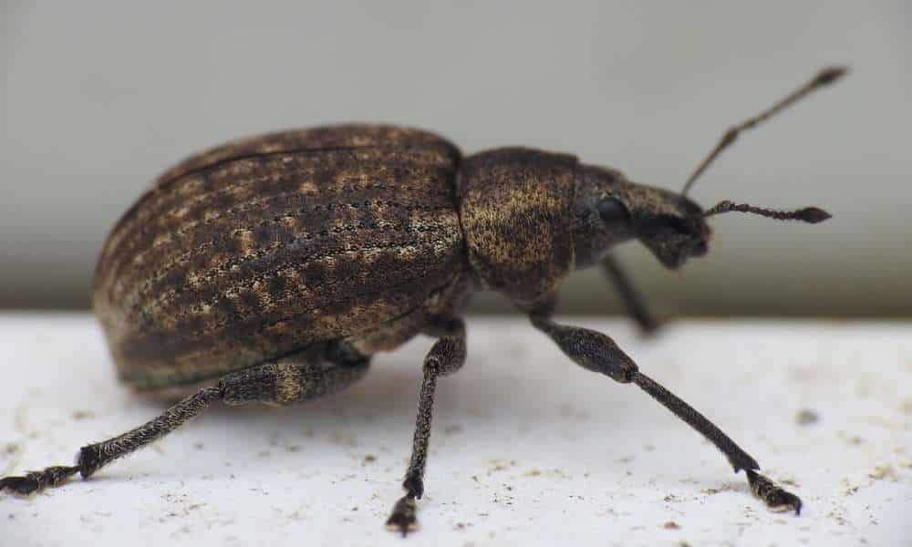 Are Weevils Only Active At Night?