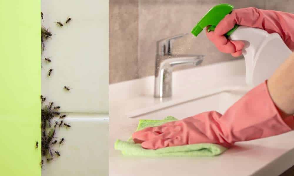Clean and Caulk Your Bathroom to Prevent an Ant Infestation