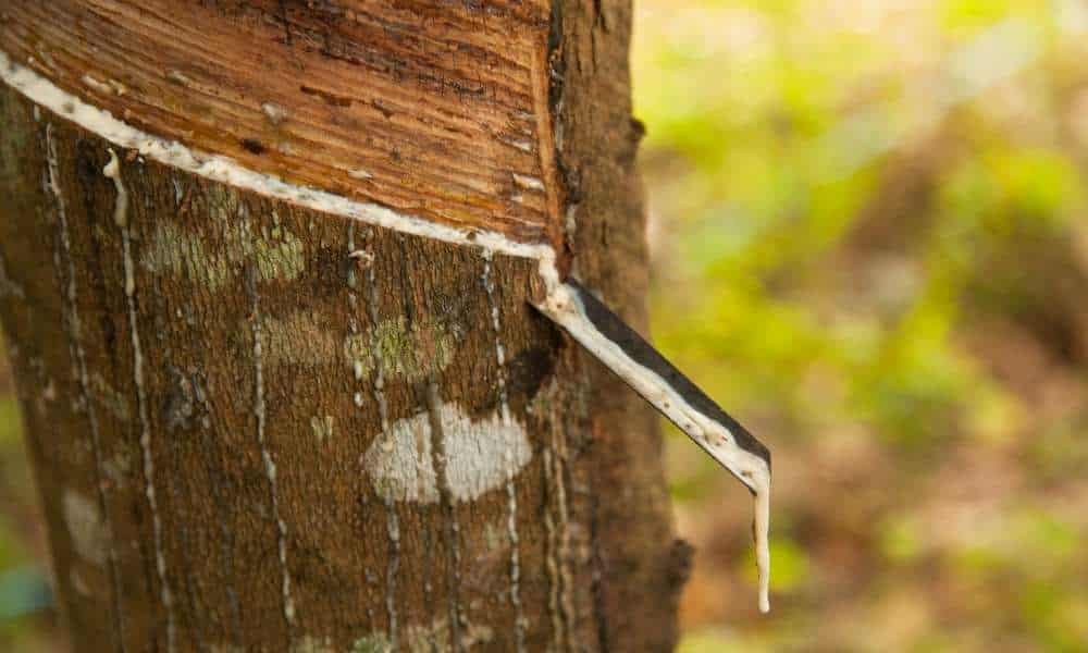 Getting rid of tree sap
