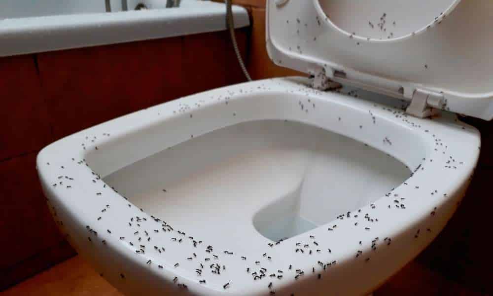 How To Get Rid Of Ants In Bathroom
