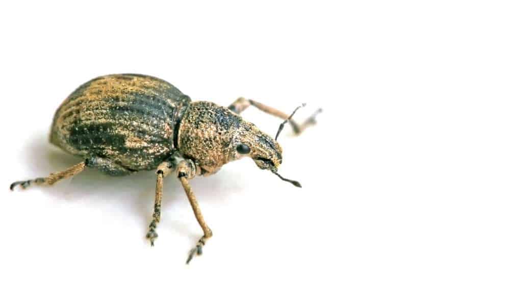 How To Kick Out Weevils From Your Bed?