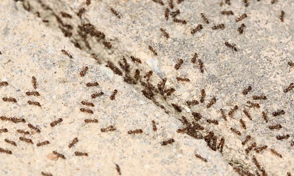 How to Get Rid of Ants in Drains
