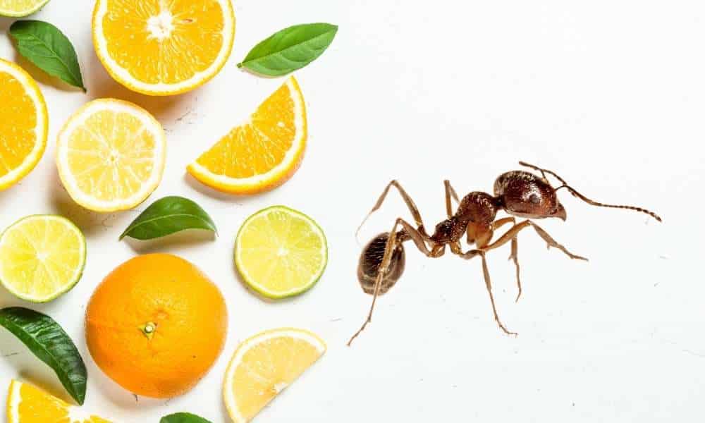 How to Get Rid of Ants in the Bathroom using Citrus Fruit