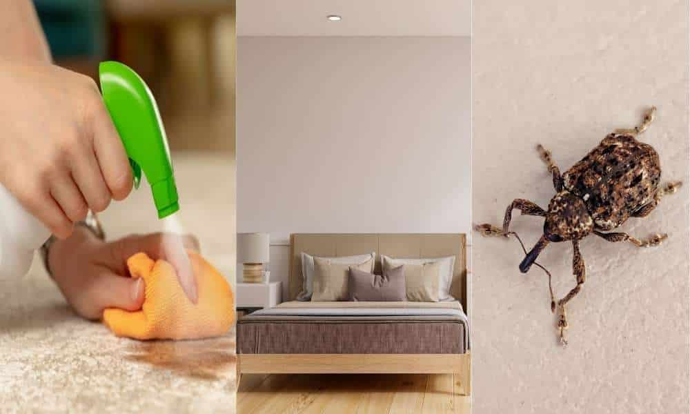 Step-By-Step How To Remove Weevils From Bedroom