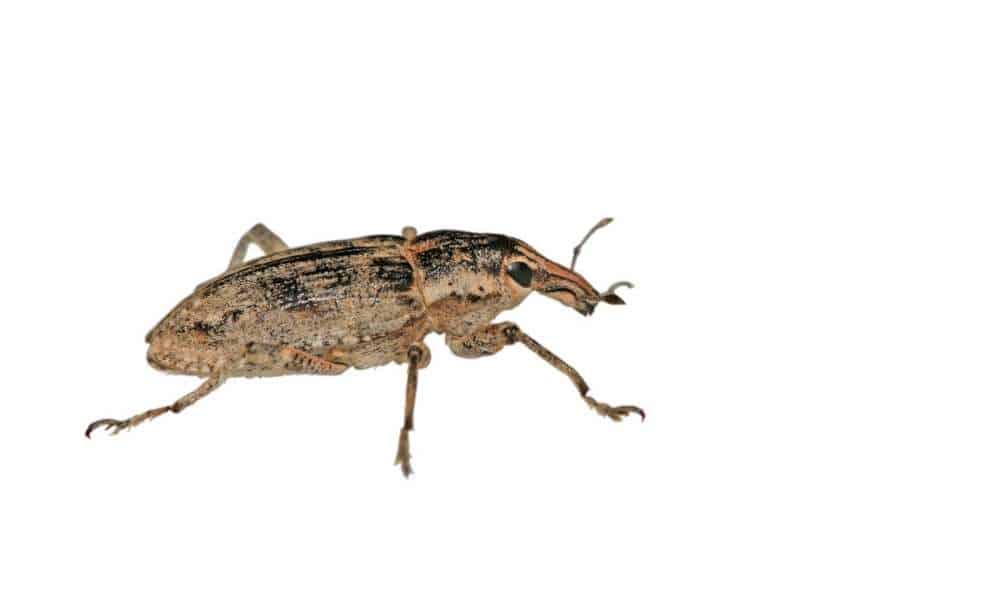 What Are Weevils?
