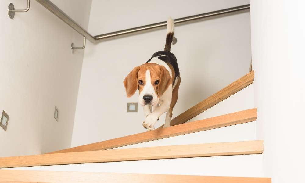 What can I put on the stairs so my dog doesn’t slip?