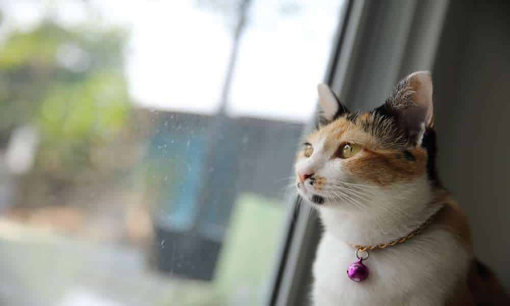Why It's Important For Your Cat To Stay Indoors