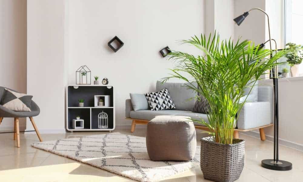 Match Your Plants To The Aesthetic Of the Room
