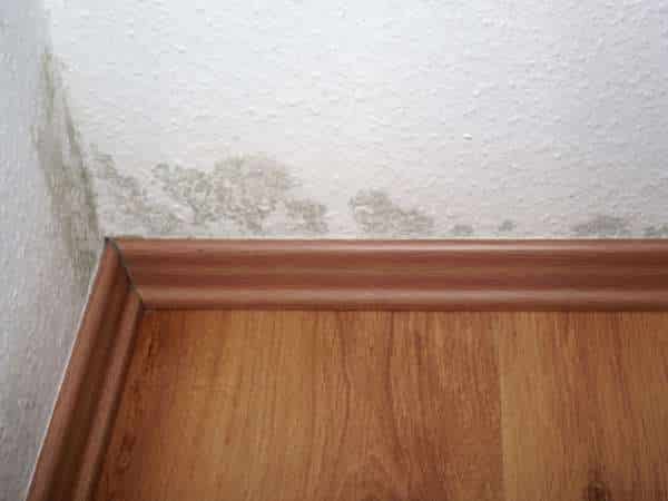 What Happened & Where Did The Mold Come From?