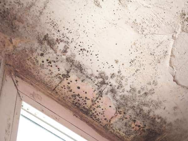 What Is The Average Cost For Mold Removal?