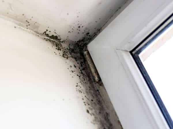 When Mold Becomes A Problem