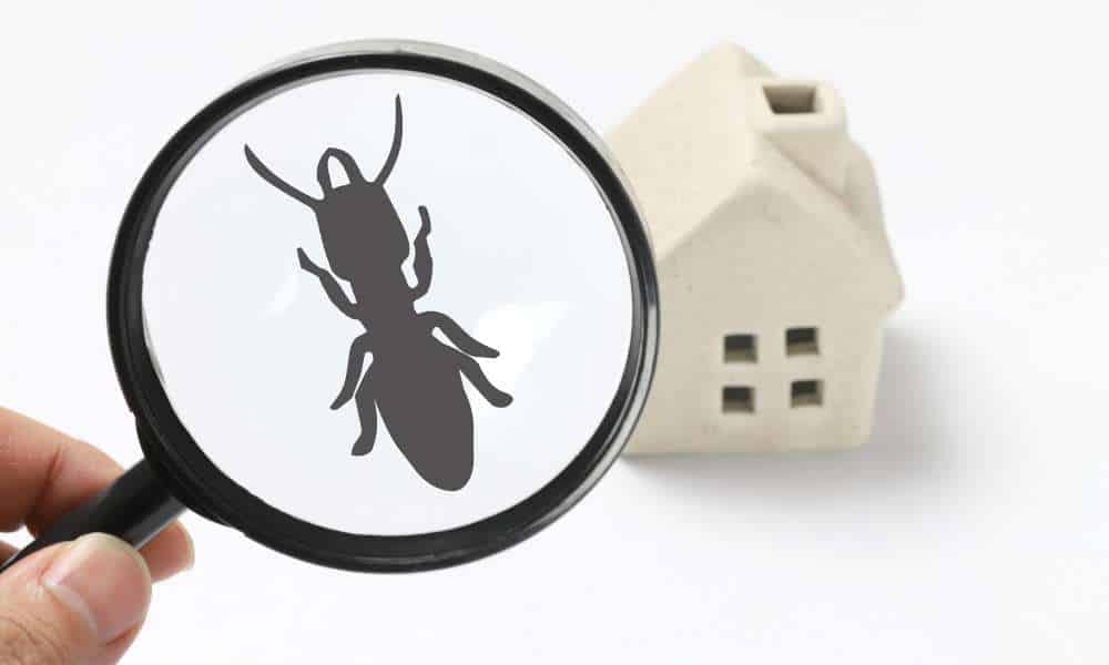 Pest Control Ideas For House