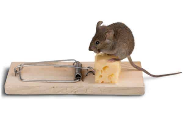 Use Mouse Trap