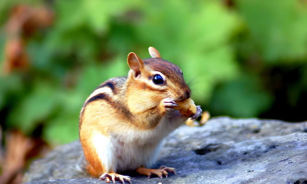 how to Keep Chipmunks Away From House Foundation