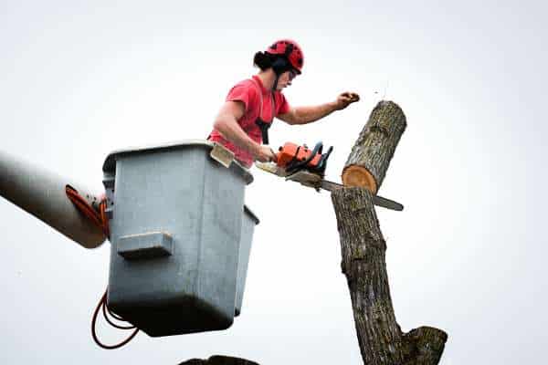The Benefits Of Using A Tree Removal Service