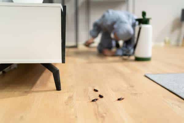 The Different Methods Of Termite Extermination