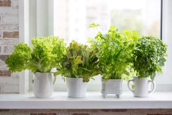 Creating A Herb Garden