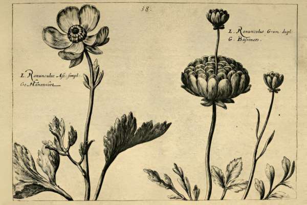 Displaying Antique Books Or Botanical Prints