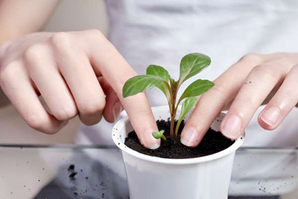 Implementing A Small Potted Plant For Freshness