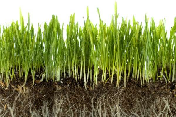 Grass Type and Root Depth