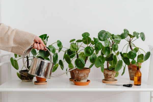 Greenery and Plants For Dining Table Centerpiece