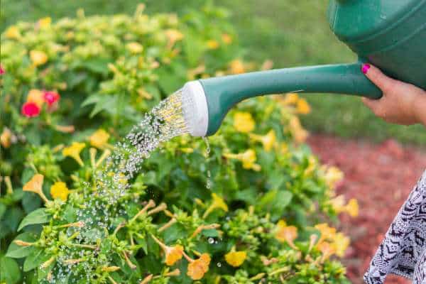 Recommended Watering Schedule Guidelines